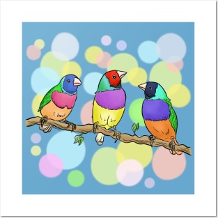 Gouldian finch birds Posters and Art